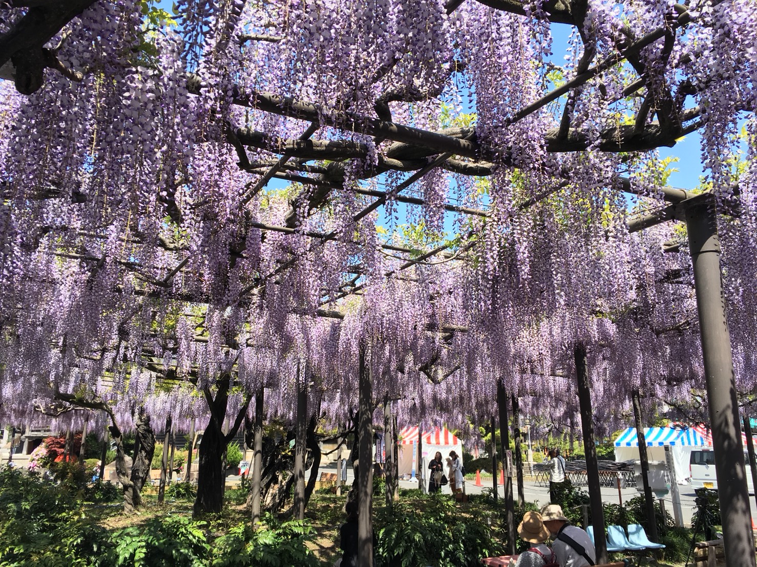 2018竹鼻別院のフジ開花状況（随時更新） | 羽島市観光協会