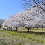 2-2リバーウォッチングゾーンの桜