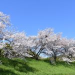 1-4境川の桜